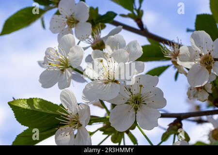 Fuoco selettivo dei rami bei dei fiori di ciliegio sull'albero sotto il cielo blu, i fiori di Sakura bei durante la stagione primaverile nel parco, Floral Foto Stock