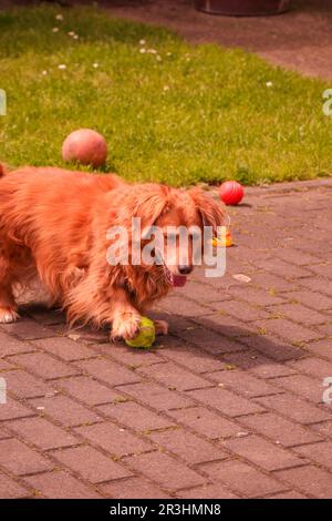 Un giocoso Golden Retriever Corgi mix con la sua amata palla Foto Stock