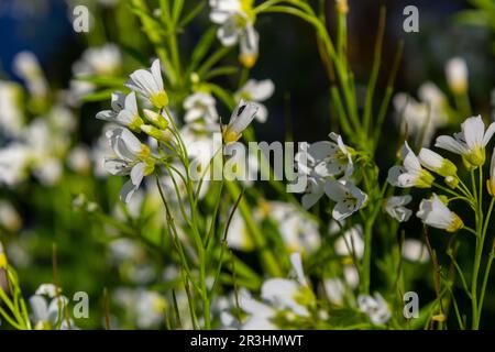 Cardamine amara, conosciuta come grande amaro-crescione. Foresta primaverile. sfondo floreale di una pianta fiorente. Foto Stock