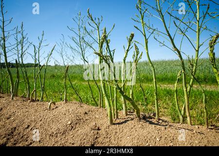 Asparagi verdi coltivati nel campo dopo il tempo di raccolta in una giornata di sole estate Foto Stock