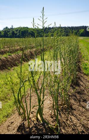 Asparagi verdi coltivati nel campo dopo il tempo di raccolta in una giornata di sole estate Foto Stock