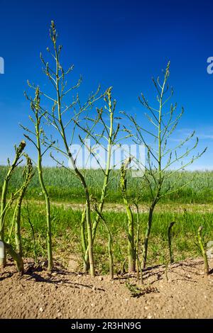 Asparagi verdi coltivati nel campo dopo il tempo di raccolta in una giornata di sole estate Foto Stock