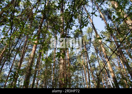 foto cielo blu chiaro visibile attraverso i rami dell'albero Foto Stock