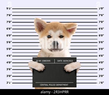 Arrestato il cucciolo Akita Inu con la tavola dei mugshot contro la tabella dell'altezza. Divertente foto di criminale Foto Stock