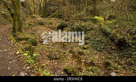 Sentiero escursionistico a Johannesbachklamm tra Würflach und Greith, bassa Austria, Austria, Europa, Europa centrale Foto Stock