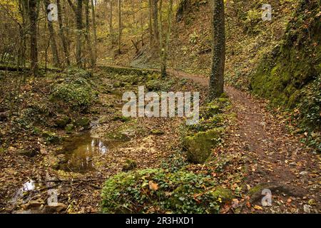 Sentiero escursionistico a Johannesbachklamm tra Würflach und Greith, bassa Austria, Austria, Europa, Europa centrale Foto Stock