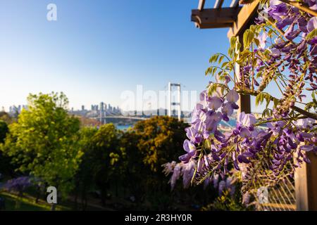 Primavera a Istanbul. Ponte sul Bosforo, aka 15th luglio Ponte dei Martiri e fiori di glicine. Foto Stock