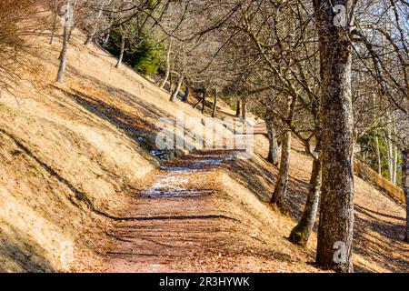 Foglie di tappeto in pineta sulle montagne dolomitiche Foto Stock