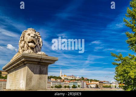 Leone sul Ponte delle catene a Budapest Foto Stock