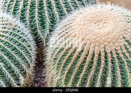 Palla cactus con un sacco di aghi Foto Stock