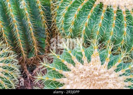 Palla cactus con un sacco di aghi Foto Stock