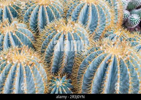 Cactus crestato con un sacco di aghi Foto Stock