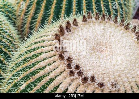 Palla cactus con un sacco di aghi Foto Stock