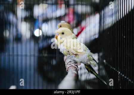 Un uccello giallo Budgerigar anche conosciuto come il parakeet comune, il parakeet di conchiglia, o budgie sta appollaiando su un pezzo di legno nella gabbia con bokeh Foto Stock