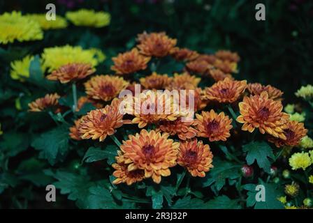Un mucchio di fiori di Fuego Chrysanthemum con fondo bokeh o sfocato Foto Stock