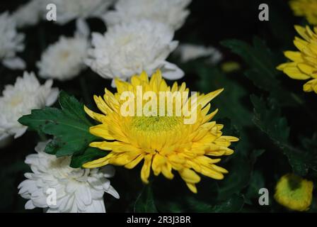 Un fiore giallo Creamista Crisantemo con sfondo bokeh o sfocato Foto Stock