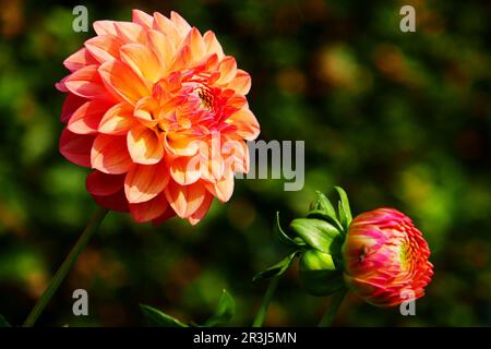 Palla Dahlia, Fabians Foto Stock