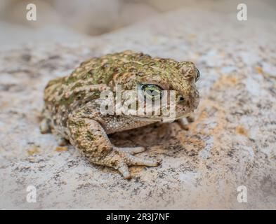 Natterjack toad 'Epidalea calamita' giovanile Foto Stock