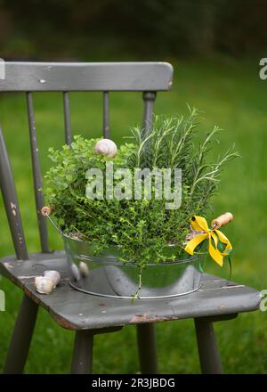 Vaso di metallo di erbe fresche piante di origano, rosmarino e timo come idea regalo. Ingrediente alimentare. Messa a fuoco selettiva. Spazio di copia. Foto Stock