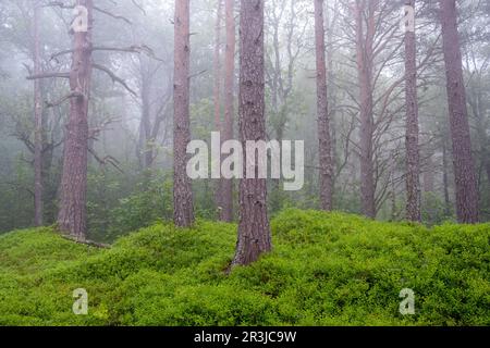 Mystic foggy pineta vista in Norvegia Foto Stock