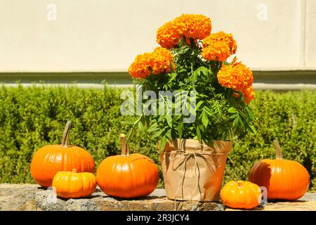 Zucche d'arancio mature e marigolds fiorenti sulla superficie di pietra in giardino Foto Stock