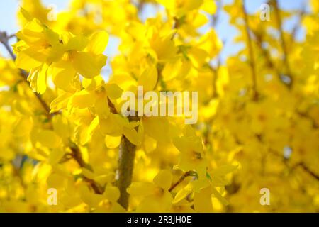 Diramazione con fiori gialli di Forsythia intermedia, o confine Forsythia attraverso fiori blu, sfondo floreale primavera. Foto Stock