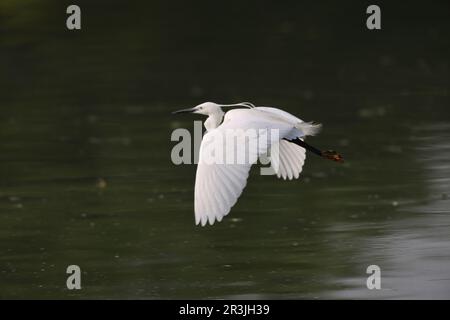 Piccola gretta (Egretta garzetta) in Giappone Foto Stock