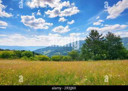 paesaggio montano con prato erboso. alberi sulle colline e valle rurale in lontananza sotto un cielo blu con le nuvole Foto Stock