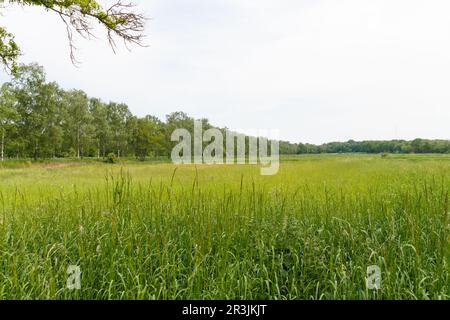 La campagna fuori Berlino a Gatow Foto Stock