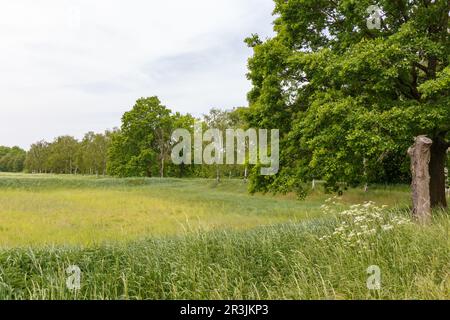 La campagna fuori Berlino a Gatow Foto Stock