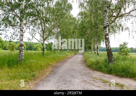 La campagna fuori Berlino a Gatow Foto Stock