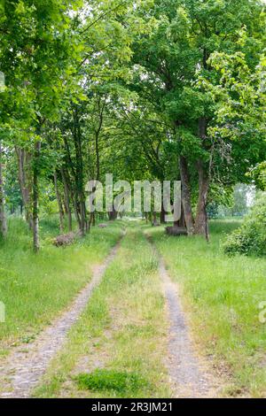 La campagna fuori Berlino a Gatow Foto Stock