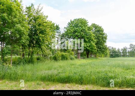 La campagna fuori Berlino a Gatow Foto Stock