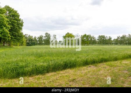 La campagna fuori Berlino a Gatow Foto Stock