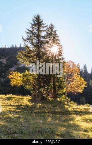 Autunno colori e alberi nella Alpen Ammergauer vicino montagna Hochplatte Foto Stock