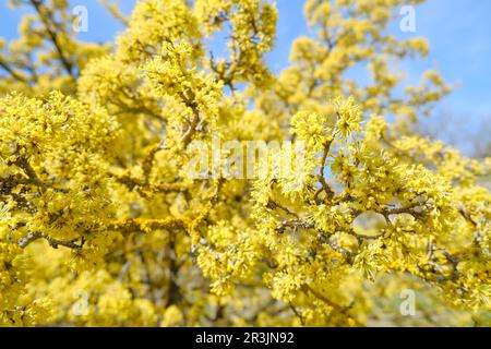 Albero giallo Ciliegia cornelian, cornello, dogwood, Cornus mas, Cornus officinalis primo piano attraverso il cielo blu. Primavera sfondo naturale Foto Stock