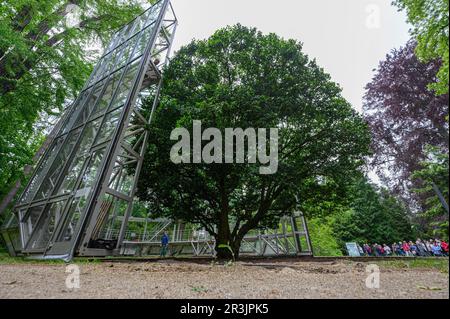 Dresda, Germania. 24th maggio, 2023. La più antica camelia d'Europa nel Parco del Palazzo di Pillnitz è stata liberata dalla sua casa invernale in vetro mobile. La conchiglia climatizzata è stata utilizzata per il periodo invernale dell'impianto dal 1992. La struttura in vetro e acciaio è alta 13 metri, pesa 54 tonnellate e fornisce all'impianto una temperatura interna costante di quattro-sei gradi. La pianta del tè era arrivata a Pillnitz intorno al 1780 e fu piantata nel 1801. Credit: Robert Michael/dpa/ZB/dpa/Alamy Live News Foto Stock