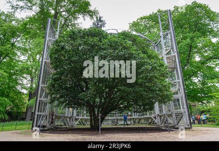 Dresda, Germania. 24th maggio, 2023. La più antica camelia d'Europa nel Parco del Palazzo di Pillnitz è stata liberata dalla sua casa invernale in vetro mobile. La conchiglia climatizzata è stata utilizzata per il periodo invernale dell'impianto dal 1992. La struttura in vetro e acciaio è alta 13 metri, pesa 54 tonnellate e fornisce all'impianto una temperatura interna costante di quattro-sei gradi. La pianta del tè era arrivata a Pillnitz intorno al 1780 e fu piantata nel 1801. Credit: Robert Michael/dpa/ZB/dpa/Alamy Live News Foto Stock