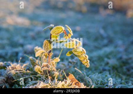 Frost pianta di ortica, urtica Urens. Sparato da terra una fredda mattina d'inverno, Badajoz, Spagna Foto Stock