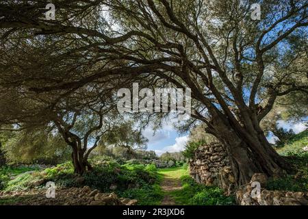 Sito preistorico di Talatí de Dalt, Maó, Minorca, Isole Baleari, Spagna. Foto Stock