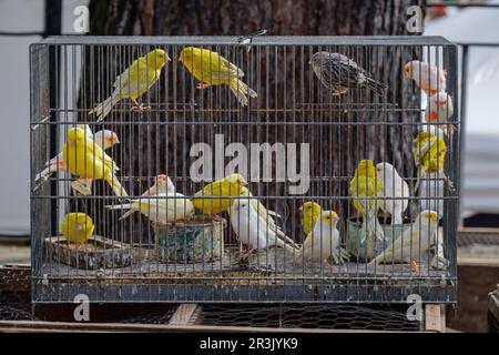 Gabbia con canari in vendita, mercato settimanale, Sineu, Maiorca, Isole Baleari, Spagna. Foto Stock