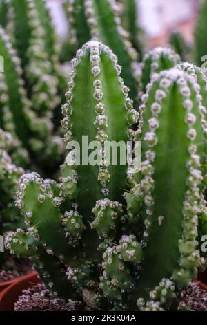 cactus per computer, Cereus uruguayanus, Mallorca, Isole Baleari, Spagna. Foto Stock