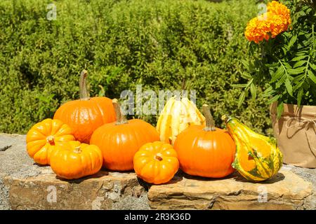 Zucche d'arancio mature e marigolds fiorenti sulla superficie di pietra in giardino Foto Stock