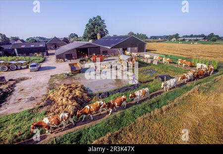 Paesi Bassi, famiglia di agricoltori di fronte alla loro azienda agricola, le mucche lasciano le stalle per pascolare nel prato. Foto Stock