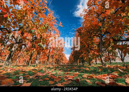 Splendidi alberi di persimmon e foglie in primo piano, con colori autunnali di foglie arancioni e cielo blu, Raeburn Orchard, Perth Western Australia Foto Stock