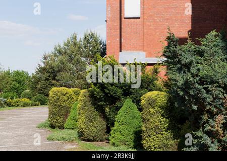 Vari tipi di cespugli e alberi perenni di conifere sempreverdi. Conifere paesaggistica. Foto Stock