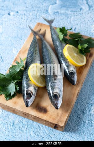 Sgombro crudo sale di pesce intorno su sfondo blu Foto Stock