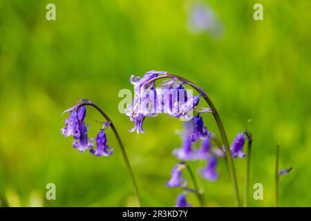 Hyacintoides non scripta - Bluebells inglese primo piano in tarda primavera Foto Stock