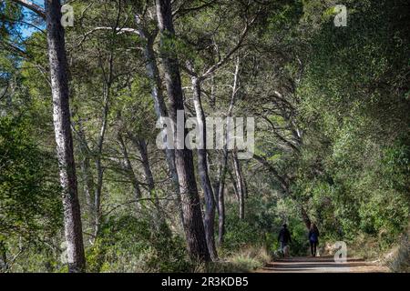 Camminando attraverso i pini di Aleppo, la foresta sulla collina di Puig de Randa, Llucmajor, Mallorca, Isole Baleari, Spagna. Foto Stock