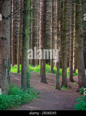 Percorso forestale attraverso fitti pini scozzesi, Bosco di Kinneil, Bo'Ness. Scozia, Regno Unito Foto Stock